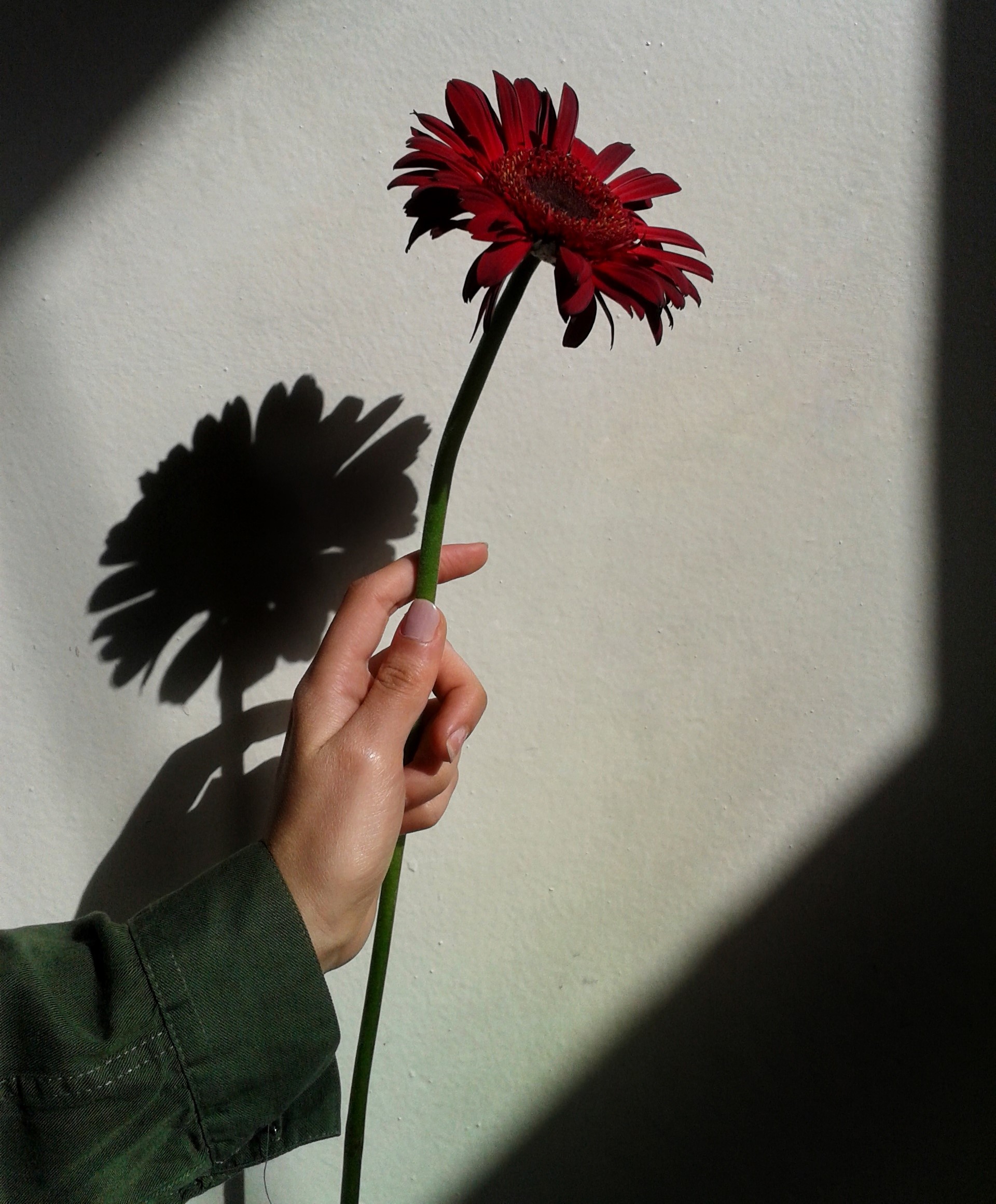 pexels-photo-1420226