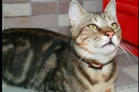 我該不該讓孩子養寵物？