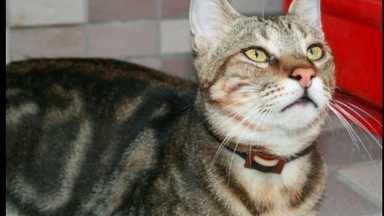 我該不該讓孩子養寵物？