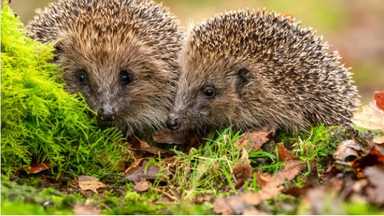 刺蝟，難以用刺靠近對方 
